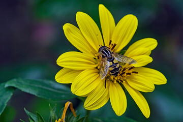 Große Sumpfschwebfliege ( Helophilus trivittatus ).