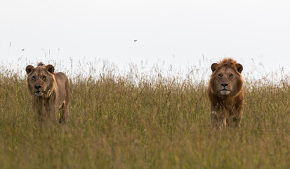 two male lion brothers in savannah looking out of the grass on search for prey in african...