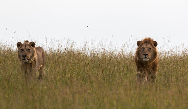 two male lion brothers in savannah looking out of the grass on search for prey in african wilderness (masai mara)
