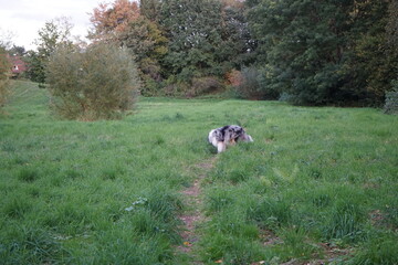 Hunde die auf einer Wiese spielen