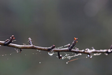 spider web with dew drops	