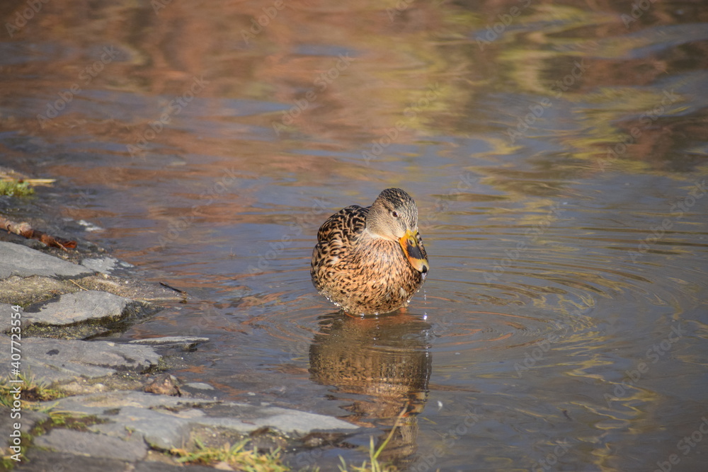 Canvas Prints ente im hochwasser