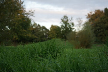 a park landscape with lush meadows