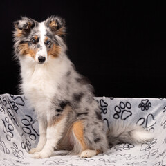 Blue-merle Sheltie-Hündin, 5 Monate, mit braunem und blauem Auge