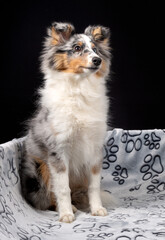 Blue-merle Sheltie-Hündin, 5 Monate, mit braunem und blauem Auge
