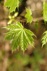 The young leaves of a maple on a branch. Spring nature. Spring in the forest. Light green leaves in spring. Fresh herbs.