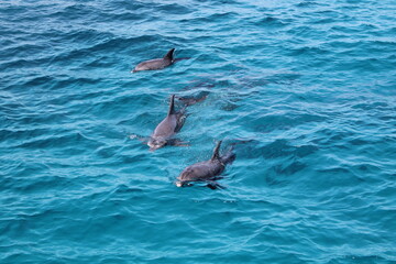 dolphins of the red sea