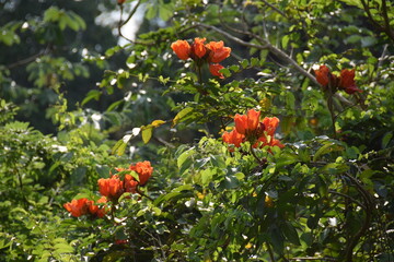 Rot blühender subtropischer Baum