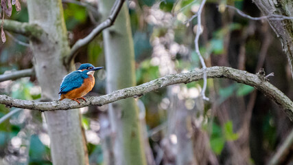 King Fisher bird on a tree 