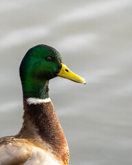 beautifull duck mallard on the lake side profile