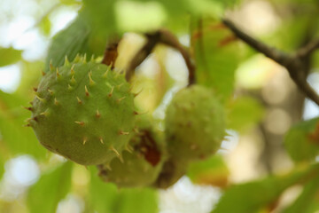 Horse chestnuts growing on tree outdoors, closeup