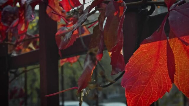 Red grape leaves is hanging on park fence moving by vind.