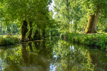 Fototapeta na wymiar le Marais Poitevin, Parc naturel régional, Deux-Sèvres et Charente-Maritime, France