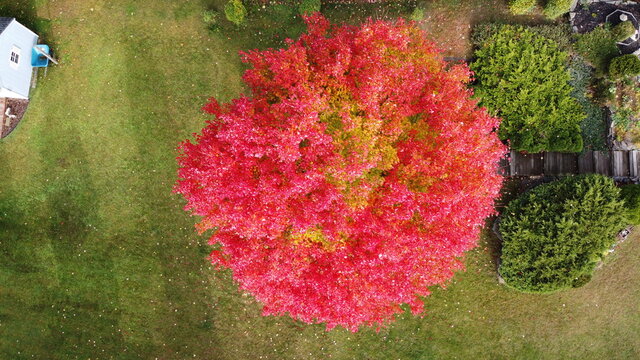 aerial fall leaves red tree