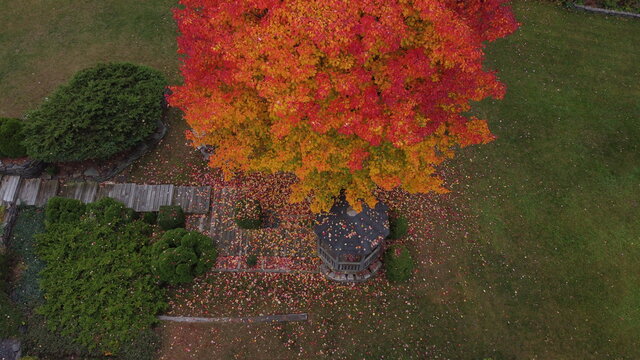 aerial fall leaves gazebo