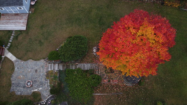 Aerial fall red tree