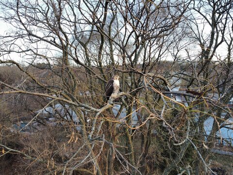 red tailed hawk