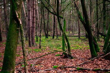 moss in tree in a dutch forest