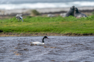 The black-necked swan (Cygnus melancoryphus)