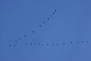 birds in the sky © Agnieszka
