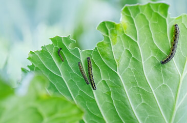 The caterpillars of the cabbage butterfly larvae eat the leaves of the white cabbage.