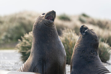 Naklejka premium Elephant seals