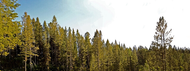 Panoramic shot of the tree tops in the daytime under the clear sky