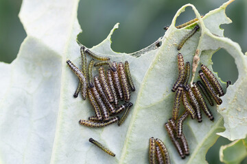 The caterpillars of the cabbage butterfly larvae eat the leaves of the white cabbage.