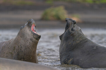 Elephant seals