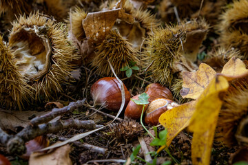 Chestnuts in the forest during the harvest