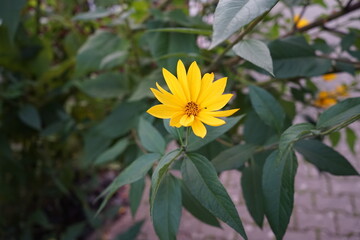 Topinambur riesengroß gewachsen 