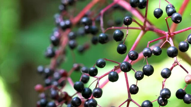 Black Elderberry Shrub. Summer Nature Background.
