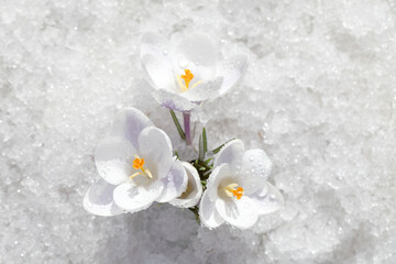 Spring flowers - white crocuses bloom in the park in April, a beautiful template for a web screensaver. Snow shiny cover melts near primroses, Easter card design.