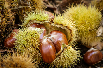 Chestnuts in the forest during the harvest