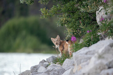 Canadian lynx seen in the summertime in Yukon Territory, northern Canada. Poking its head out of a rocky landscape, summertime bushes.  © Scalia Media