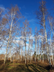 Birch trees on the Wall Trail in the north of Berlin on a sunny winter day
