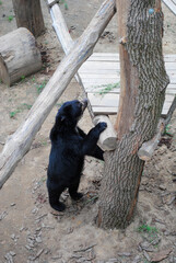 Wild animals in captivity.