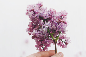 Hand holding beautiful lilac branch on white background in soft light, space for text