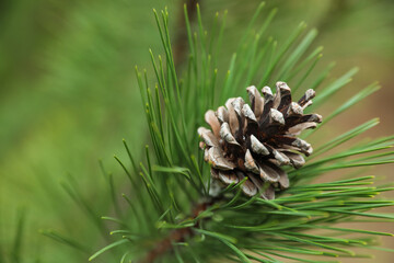 Cone growing on pine branch outdoors, closeup