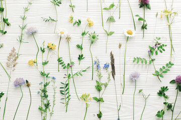 Spring flowers flat lay. Beautiful wildflowers stems and blooming petals composition on white wood