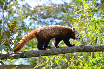 Fototapeta premium Un panda roux funambule sur une branche d'arbre