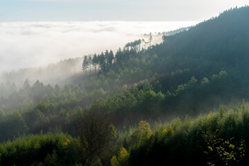 Trees Forest Woodland Fog Mist