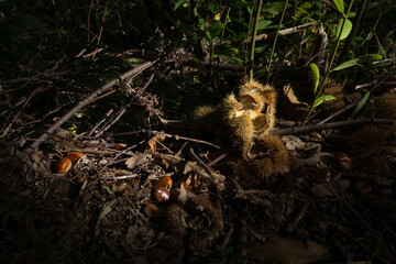 Chestnuts in the forest during the harvest