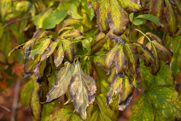 dying leaves on a tree
