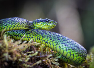 Black Speckled Palm Pit Viper in Costa Rica