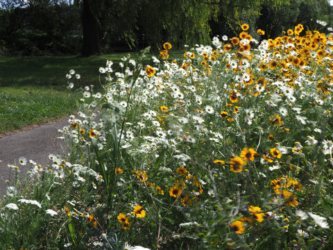 wildflowers planted to encorauge insects in a roadside verge