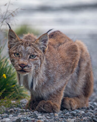 Obraz na płótnie Canvas A beautiful, stunning wild Canadian lynx seen in Yukon Territory on a rocky landscape. Sitting like a domestic cat in wilderness outdoor setting on pebbles, green grass surrounding. 