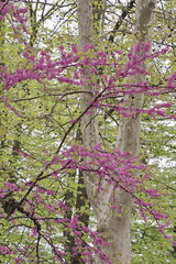 Ein Ast mit lila Blüten vor einem hellen Platanen Baumstamm mit zwei großen Ästen. Der Hintergrund ist hell grün, frische Blätter und runde Früchte von andere Bäume sind noch sichtbar.