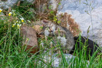 kitten in the grass