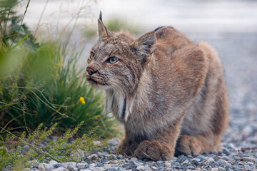 A wild Canadian lynx seen in the natural, wilderness outdoors in summer time while loafing, posing in cat like feline position. 